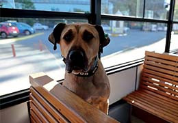 Boji, un chien errant de la capitale turque star de Twitter