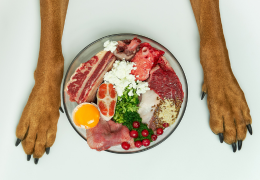 Régime BARF pour chien : Avantages, risques et alternatives