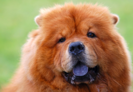 Chien avec la langue bleue : cause génétique ou médicale ?