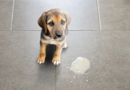 Vomissements chien - symptômes, bonnes conduites, prévention