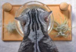 Mon chat ne boit pas assez, c'est problématique pour sa santé