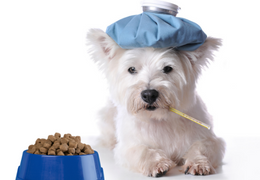 Quelle alimentation pour chien convalescent ?