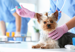 Savoir reconnaître et soigner les maladies courantes chez le chien