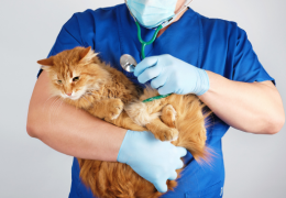 Les maladies du chat les plus courantes : guide complet