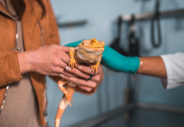 Maladies des reptiles les plus fréquentes, symptômes et prévention