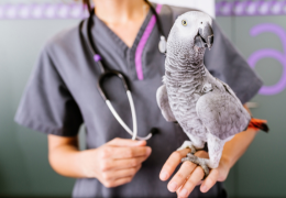 Les maladies courantes des oiseaux