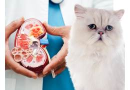 polykystose rénale chat : symptôme, traitement et prévention