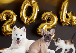 Idées de prénoms pour chiens ou chat, mâle ou femelle pour l'année 2024
