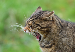 Langage des chats : mieux comprendre son chat