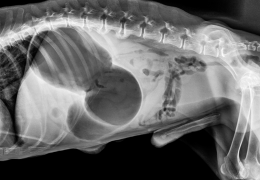 Savoir identifier une torsion de l'estomac de son chien et agir rapidement