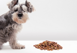 Gérer au mieux le changement de croquette de mon chien