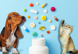 Dois-je donner des vitamines à mon chien ou mon chat ?